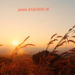 Wheat One liner For Agriculture Competitive Exam