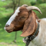 Animal Husbandry Notes