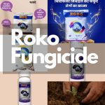 Roko Fungicide