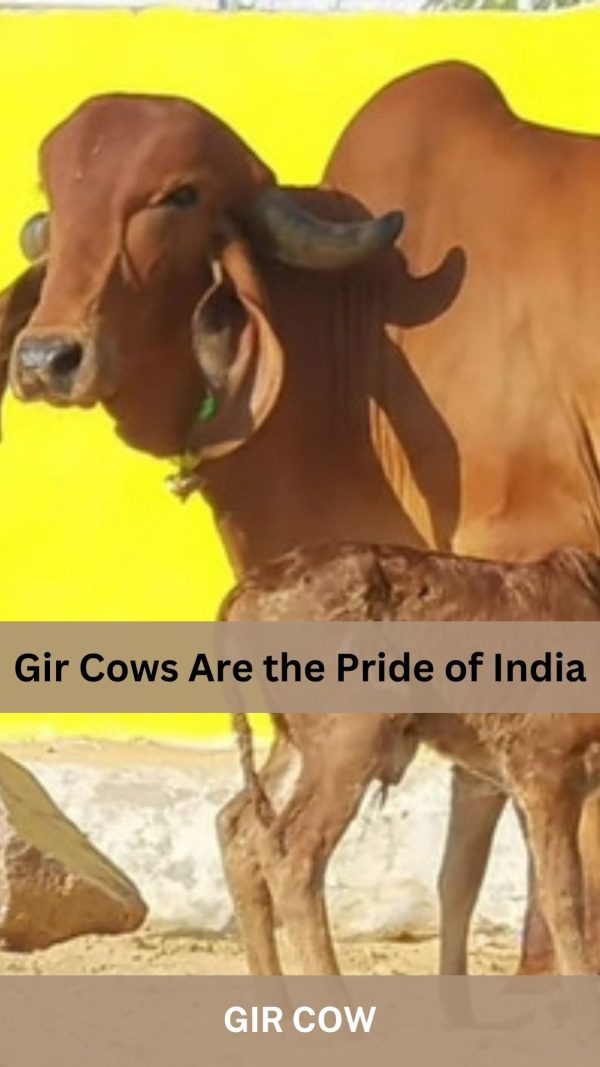 Gir Cow Information: Milk Production, Care, and Advantages