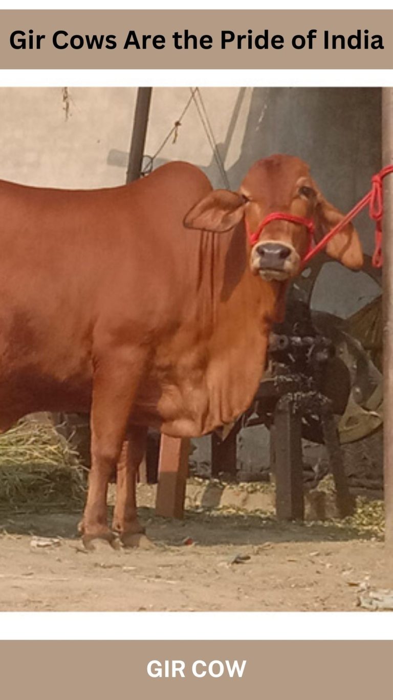 Gir Cow Information: Milk Production, Care, and Advantages