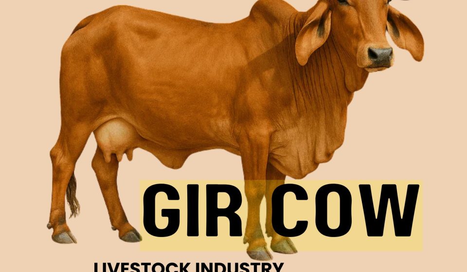 GIR cow